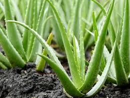 Aloe Vera Gel Natural & Ayurvedic Herbs Wholesale Supplier India